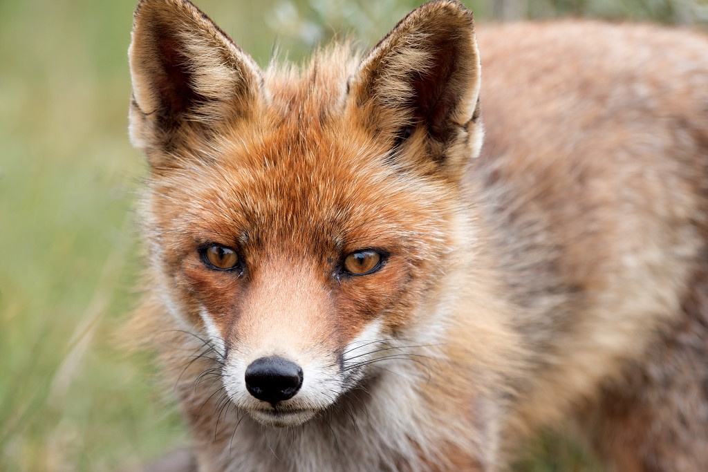 zoogdieren hdr natuur huisdieren zoogdier huisdier mammalia natuurmonumenten staatsbosbeheer zoo dierentuin